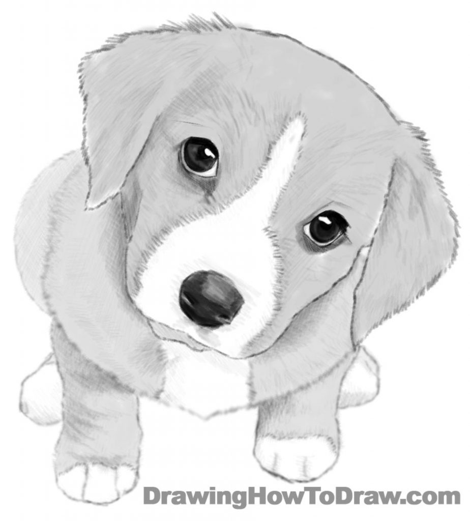 How to Draw a Dog Easy Step By Step Tutorial for Kids