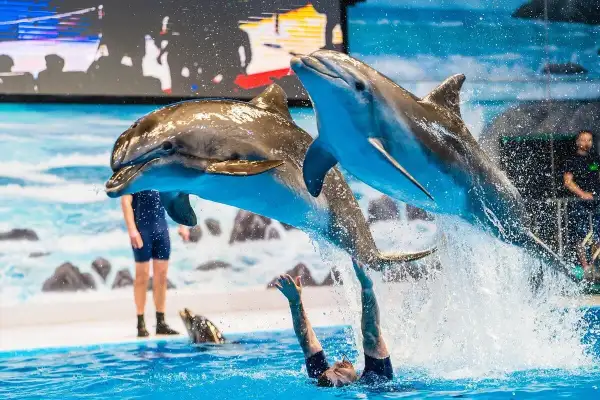Dubai Dolphinarium Is A Great Place To Meet Cute Dolphins