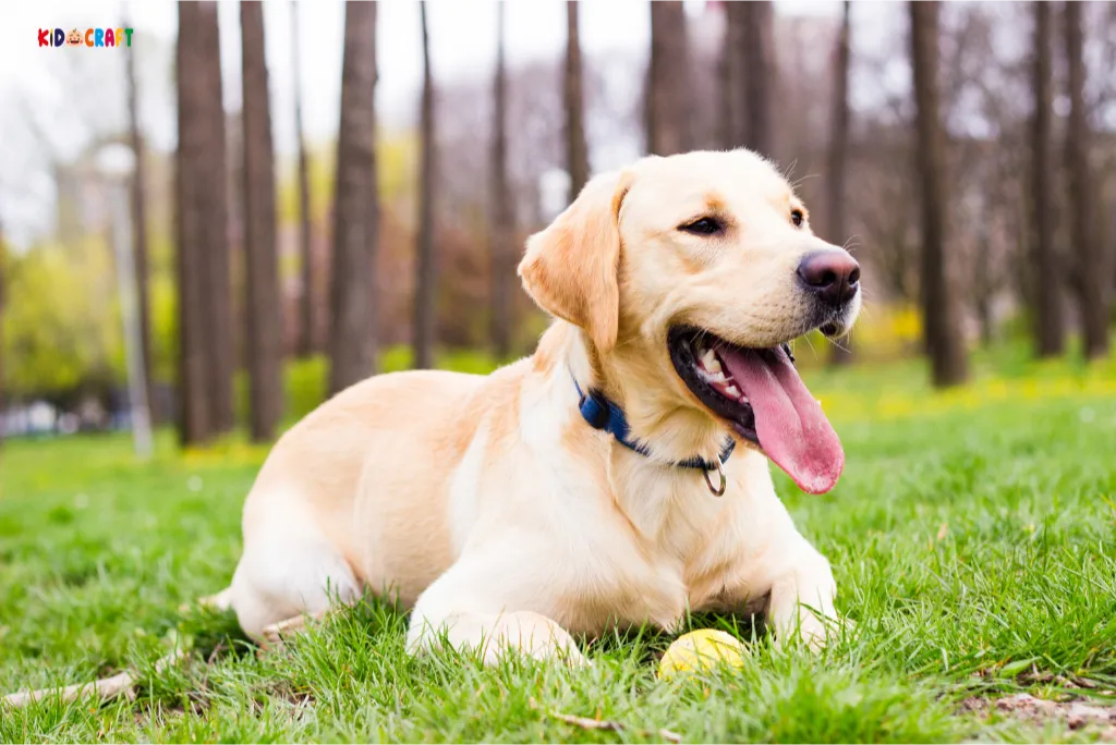  Labrador Retriever Dog Breeds For Kids